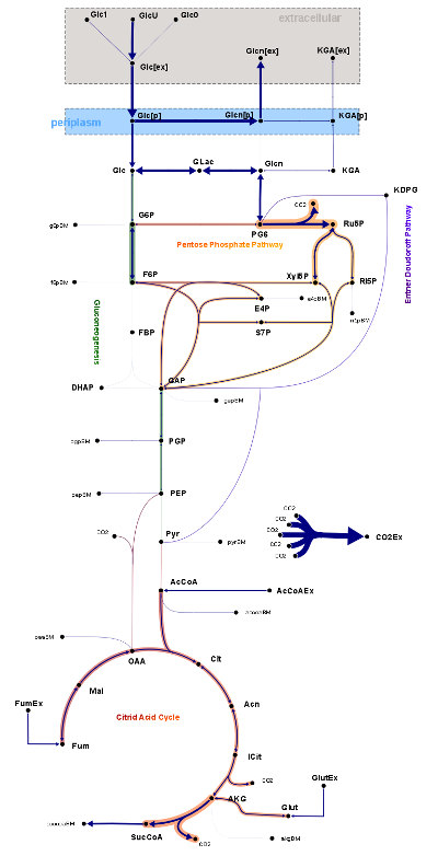 Gluconobacter oxydans